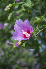 Beautiful rose of Sharon