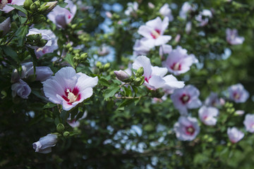 Beautiful rose of Sharon