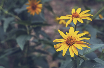 a beautiful close up yellow flowers
