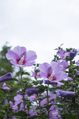 Beautiful rose of Sharon