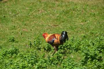 gallo de corral