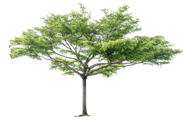 Fototapeta na wymiar Tropical tree isolated on white
