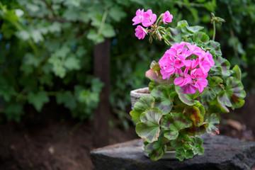 Pink geranium (pelargonium) in the garden