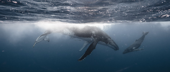 Whale Kiss - Mother & Calf - Tonga - obrazy, fototapety, plakaty