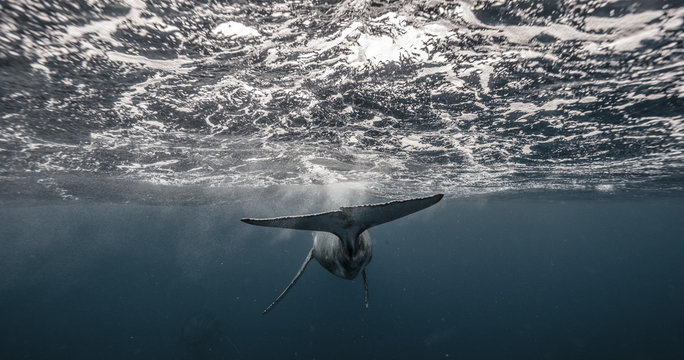Whale Swim Away