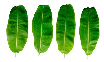 Banana leaves on a white background.