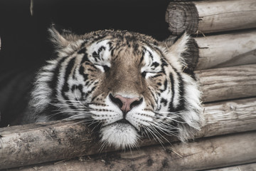 Tiger Asleep on Logs