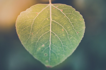 Closeup Trembling Aspen with Blurred Background