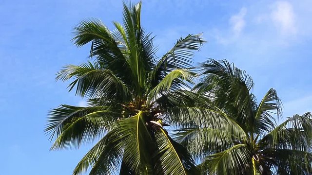 Coconut trees on a nature background with the wind blows all the time. No Sound.
