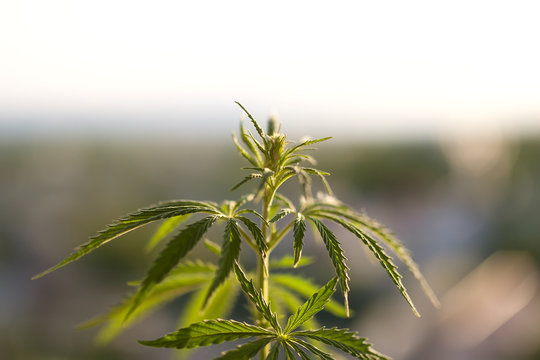 INTERNAL MEDICAL MARIYUNA GROWS CANNABIS FACTORY ON THE MISSED BACKGROUND