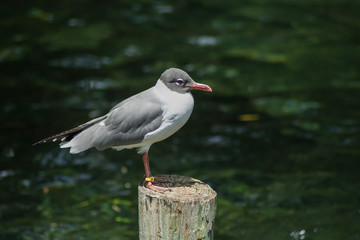 close up little grey bird standing still on wood log with green fresh water background at zoo