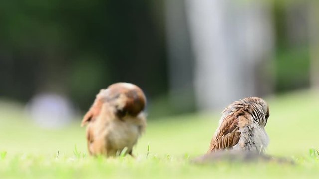 The sparrow are cleaning the feathers on the lawn in the garden. No Sound.