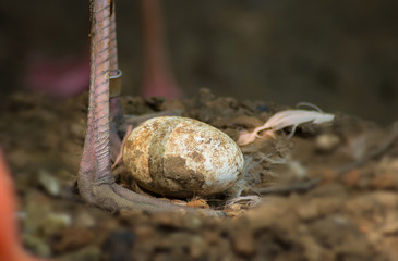 close up flamingo egg with mother's feet