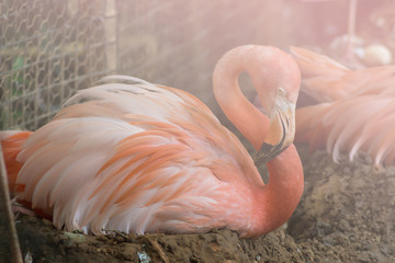 Fototapeta premium matka flamingo siedząca spokojnie na swoim jajku w zoo, przefiltrowane tony