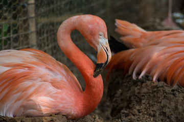 mother flamingo sitting on her egg and sleeping peacefully at zoo