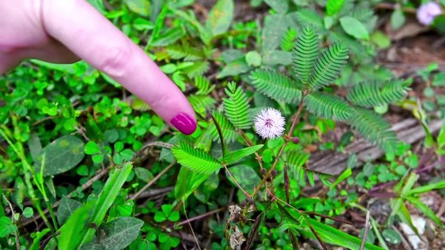 Closeup of sensitive plant or mimosa pudica