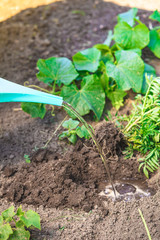 pouring water to hole in garden