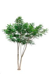 Obraz premium Green tree isolated on white background.