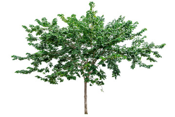 Obraz premium Green tree isolated on white background.
