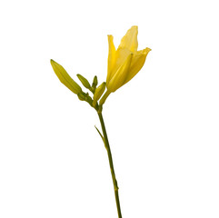 Bud daylily on a white background isolated