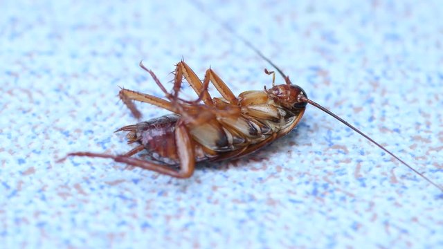 Cockroache dead on nature floor background.