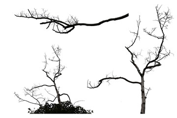 Dry tree branch isolated on white background with clipping path, For web design or graphic art image.