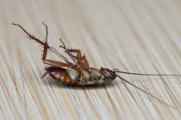 Cockroache dead on nature floor background.