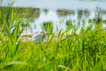 Swan on the shore of a lake in sunlight in summer