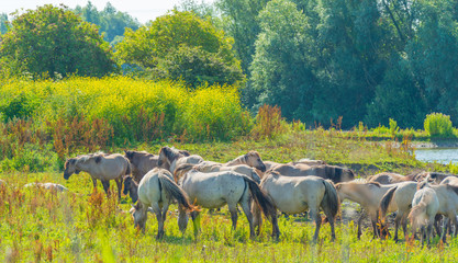 Feral horses along the shore of a lake in sunlight in summer © Naj