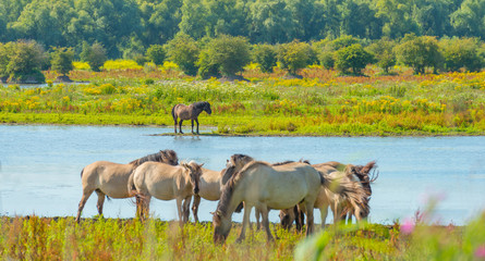 Feral horses along the shore of a lake in sunlight in summer © Naj