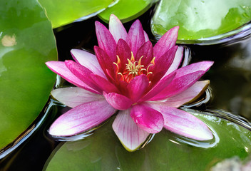 Pink Water Lily Flower Closeup
