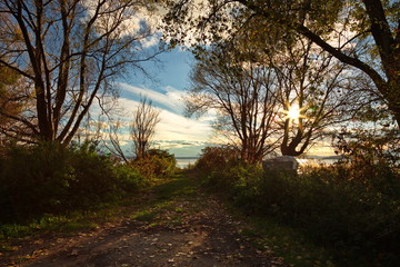 Trees silhouettes near a lake at golden hour, with fallen autumn leaves on a path