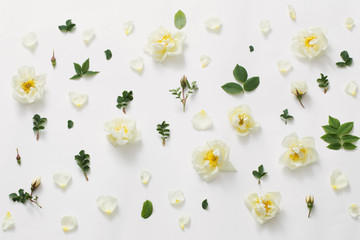 roses on white background