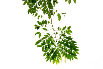The branches and leaves are green on a white background,Clipping Path.