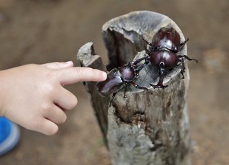 日本のカブトムシ