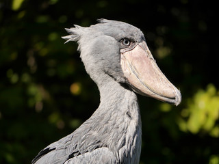 Schuhschnabel Vogel im Portrait