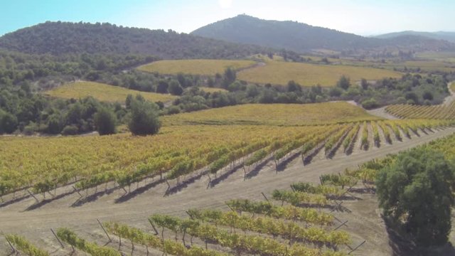 Wine plantation aerial view