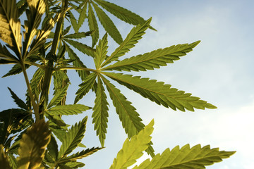 Marijuana. Hemp. Cannabis, good background. Cannabis leaf on blurred background. Cannabis High...
