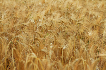 Ripe ears of wheat in the field use for background