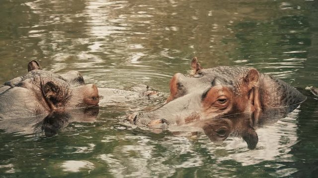 Cinematic portrait of two hippos in a water hole