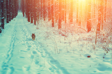 Naklejka na ściany i meble A dog is running along the road in a pine winter snowy forest at sunset