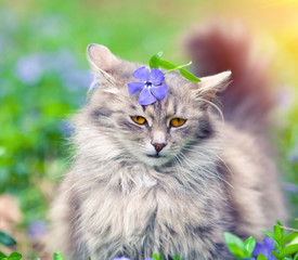 Naklejka na ściany i meble Cute Siberian cat sitting on a vinca lawn with a flower on his head