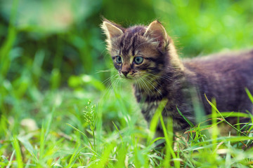 Naklejka na ściany i meble Cute small kitten walks on the grass in summer