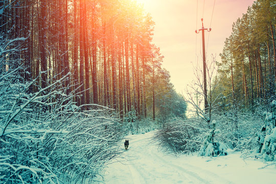 Snowy forest in winter at sunset. Dirt road in the forest. Dog running in the forest