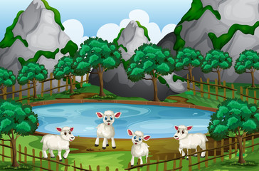 Four sheeps by the pond
