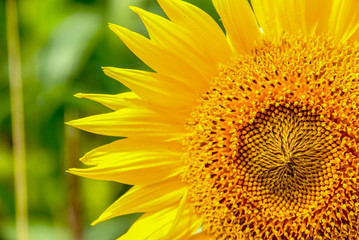 Obraz premium the beginning of summer