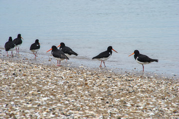Have a break with the birds at the beach