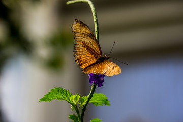 Schmetterling