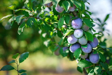 Fresh organic plums on the tree. Ripe plums.