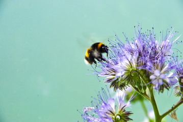 the hard worker bumblebee flying around in the garden